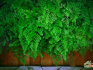 Close up green leaves of Black Maidenhair fern leaves  (Adiantum capillus-veneris) on natural stone floor