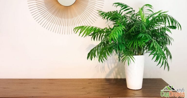 Decorative round mirror and parlor palm plant on a dresser