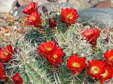 Claret-cup cactus