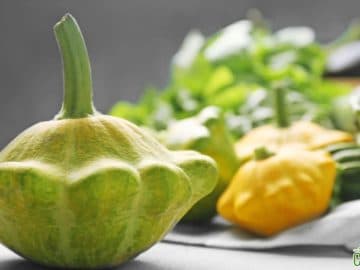 Fresh pattypan squash on table 01022019 Fresh pattypan squash on table