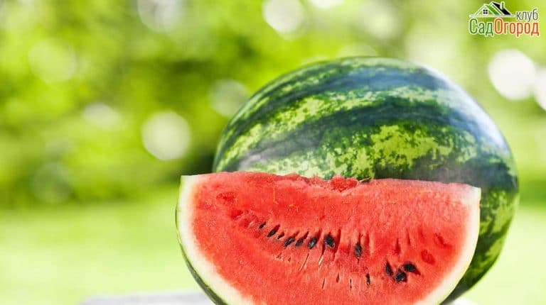 Fresh watermelon against natural background