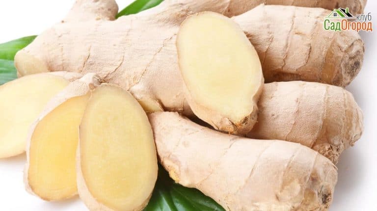 Fresh ginger with leaves isolated on white background. 27022019 Fresh ginger with leaves isolated on white background.