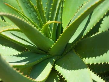 aloe-vera-plant-1484074843rYR