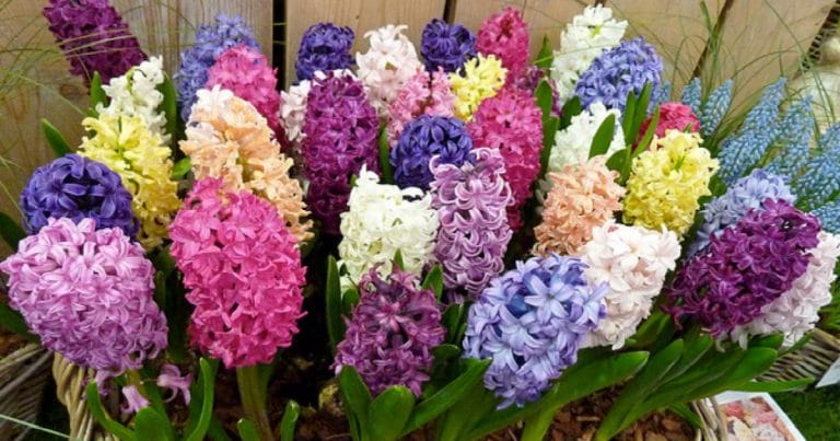 Гиацинт 15012019 Гиацинт