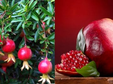 growing-pomegranates-in-containers_mini