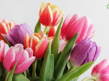 1549035360-m9mnl 01022019 1549035360-m9mnl