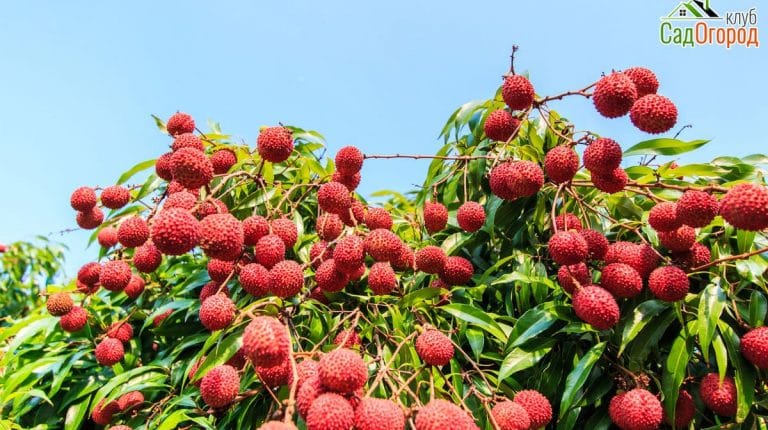 Lychee fruit Asia Thailand