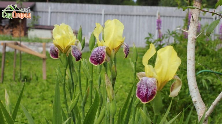 irises in the garden. flowers