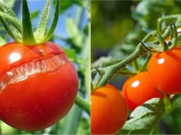 BeFunky Collage 13022019 BeFunky Collage