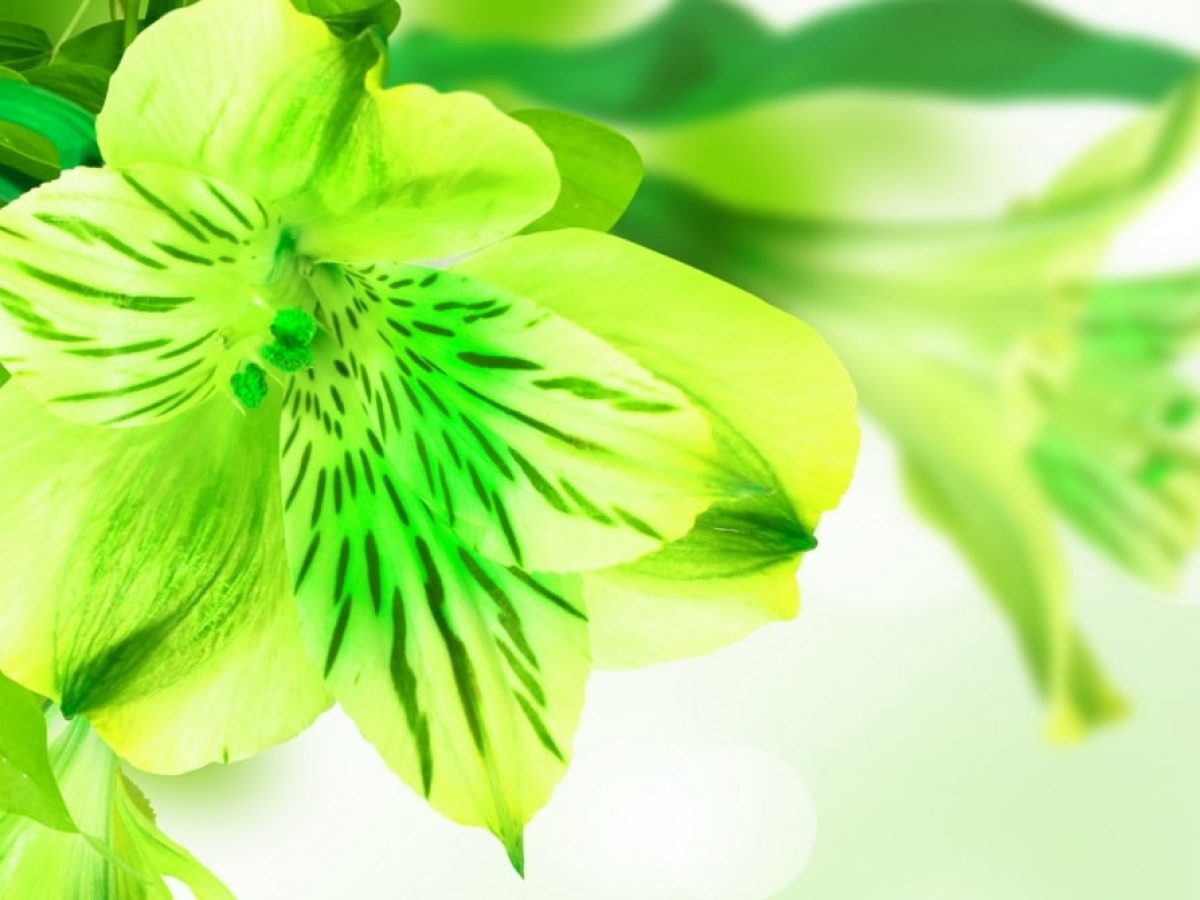 Цветы зеленого цвета: необычные растения для дома и сада | Сад и Огород