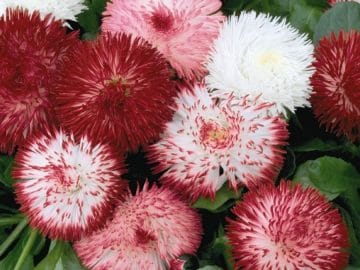 bellis-perennis-habanera-mix-d3500-4 26032019 bellis-perennis-habanera-mix-d3500-4