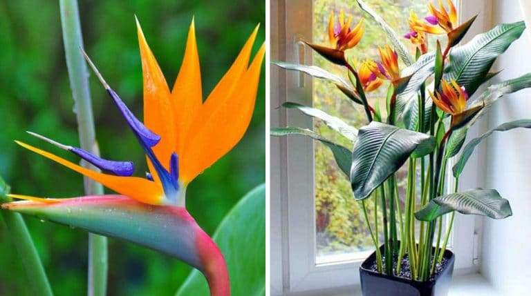 отототлотл 25032019 отототлотл