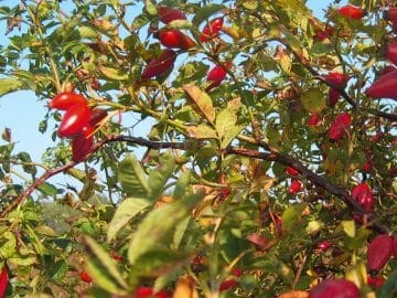 pure-origins-11 01032019 pure-origins-11