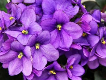 Root-an-African-Violet-Leaf-Step-6-Version-2