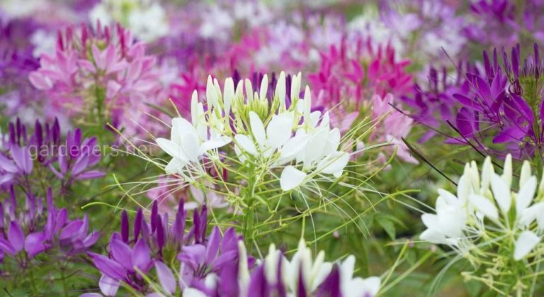 85702_93954.jpg 29072019 85702_93954.jpg