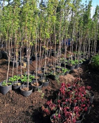 182604_91393.jpg 30082019 182604_91393.jpg