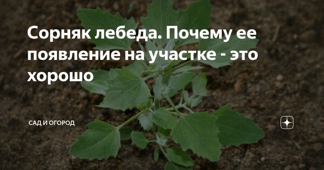 Лебеда сорняк на огороде. Лебеда Садовая съедобная. Лебеда как избавиться на участке. Сорняк лебеда как избавиться.