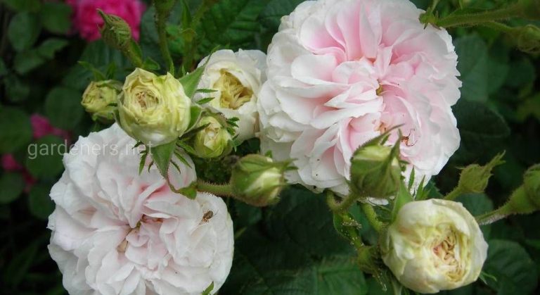 240710_22326.jpg 03092019 240710_22326.jpg