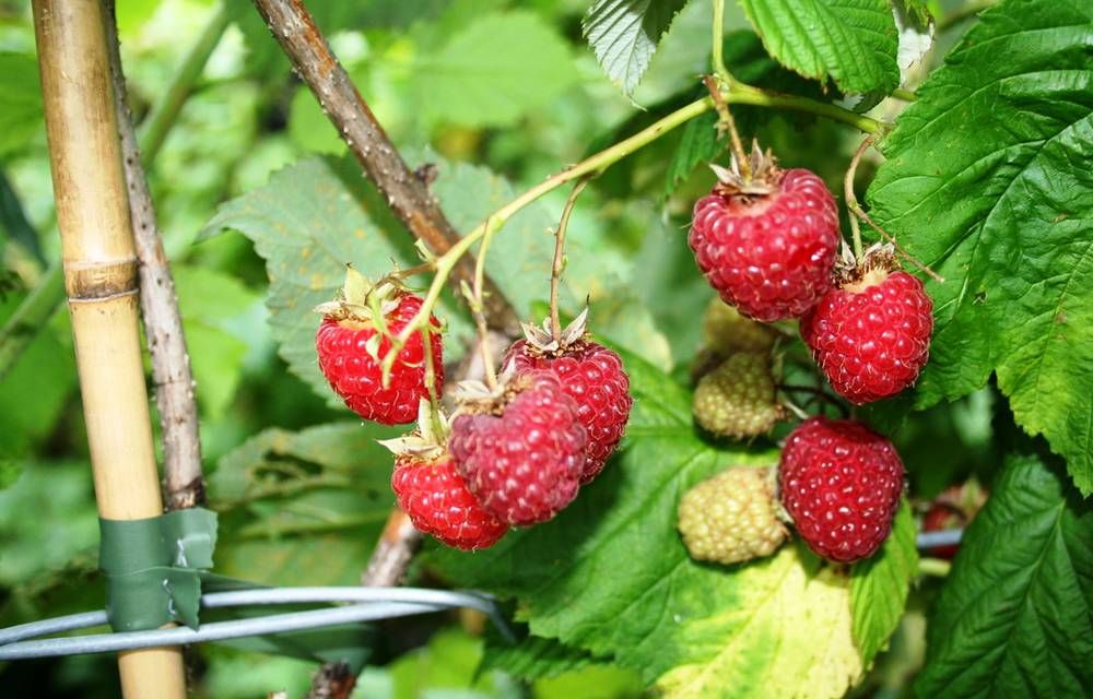 Ремонтантные виды. Ремонтантная малина. Штамбовая малина. Rubus idaeus.