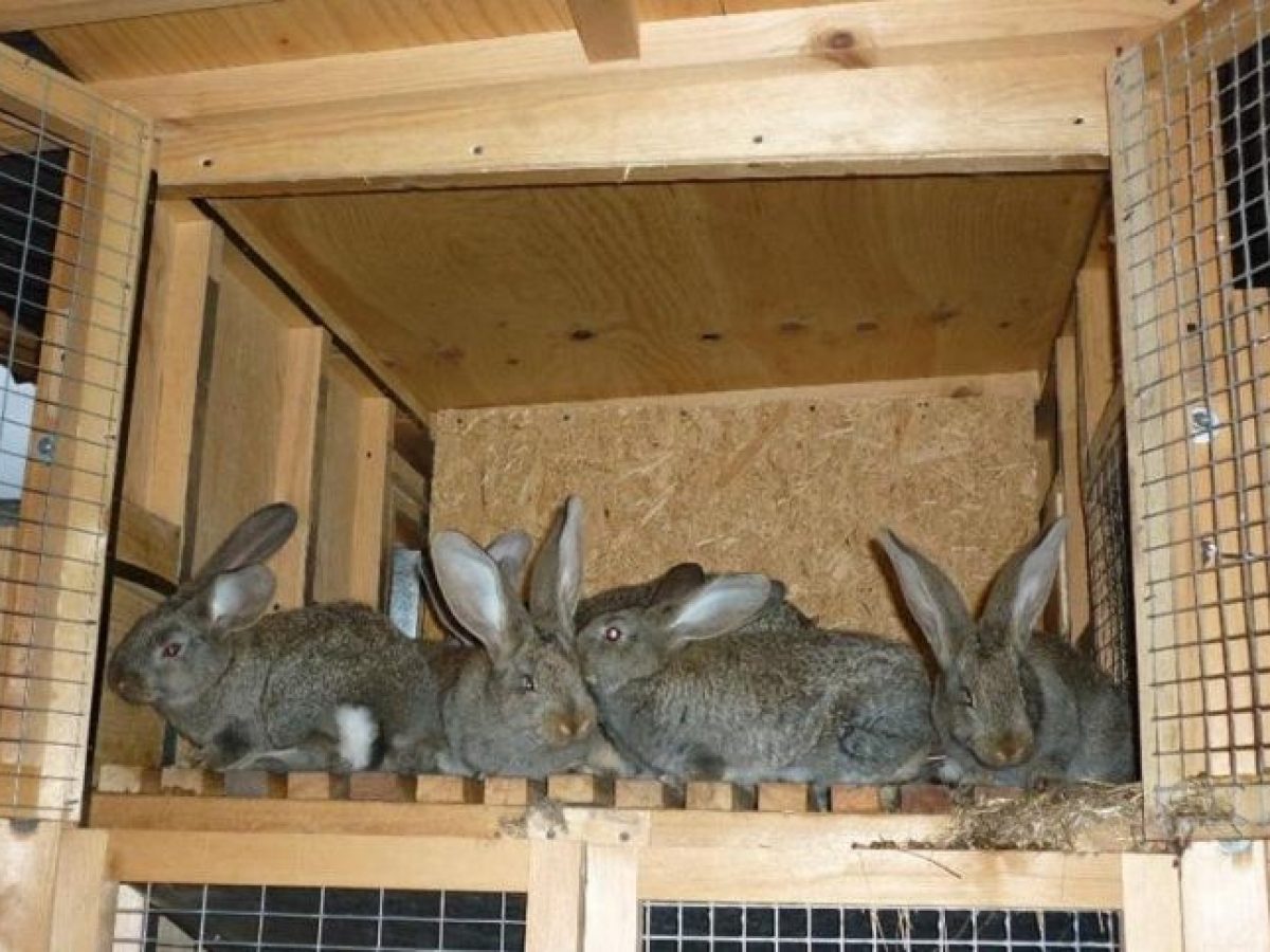 Клетки для кроликов своими руками. Пошаговая инструкция
