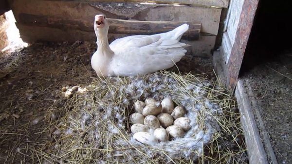 белая гусыня и яйца в гнезде