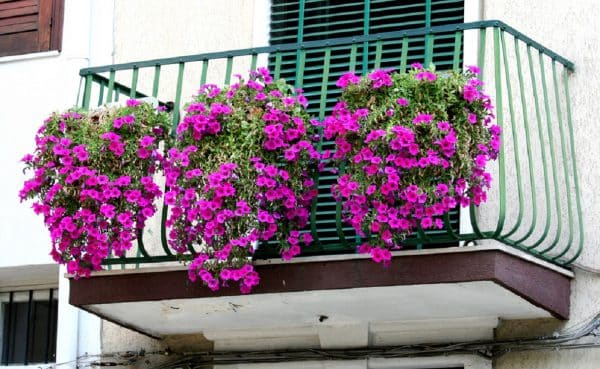 сиреневые цветы на балконе