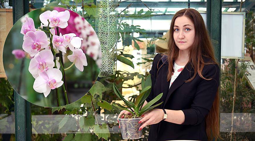 Пересадка только что купленной орхидеи: мастер-класс по пересадке фаленопсиса