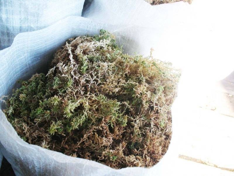 Когда и как заготавливать мох для конопатки, чтобы он был качественным