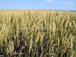 Ботанико-биологические особенности озимой пшеницы