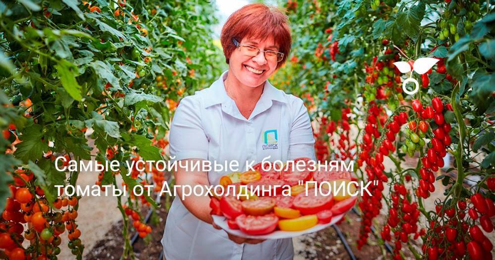 Самые устойчивые к болезням томаты от Агрохолдинга «ПОИСК»