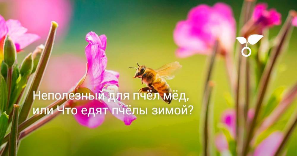 Неполезный для пчёл мёд, или Что едят пчёлы зимой?