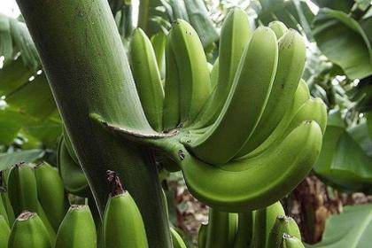 Как ухаживать за бананами