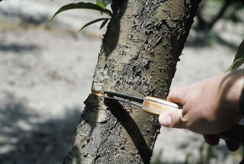 Как заставить деревья плодоносить - лучшие способы - vsadu.ru