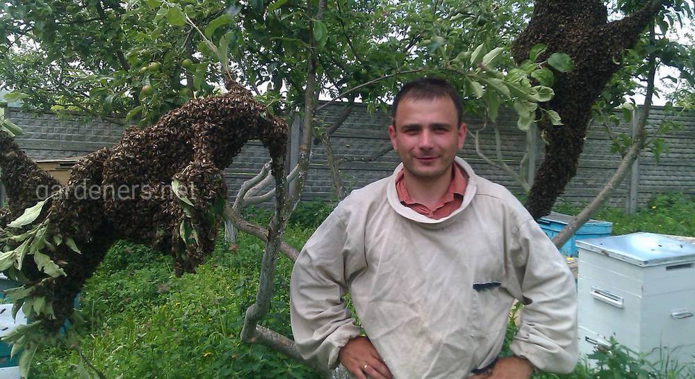 Интересное интервью о секретах пчеловодов от семейной пасеки Яценко! - ogorodniki.com