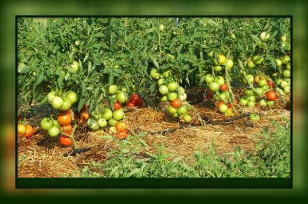 Как я получаю щедрый урожай томатов. Все очень просто. Урожая будет много! - zen.yandex.ru