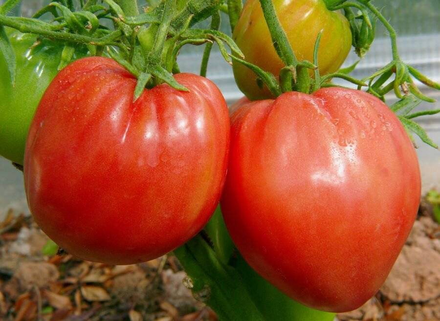 Лучшие сорта крупных помидоров для теплицы и открытого грунта в 2020 году - zen.yandex.ru