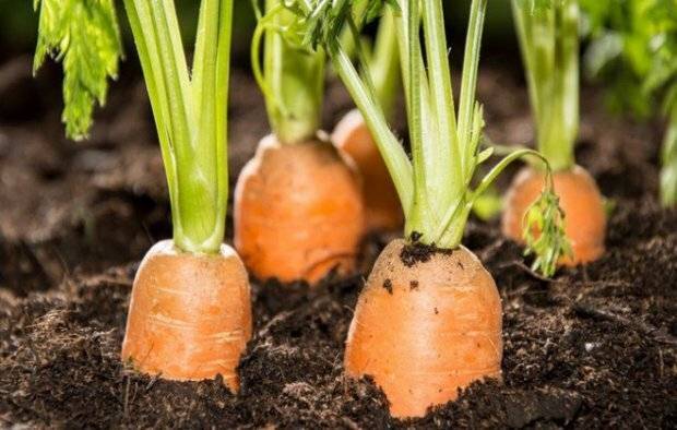 Самая урожайная морковь, предназначенная для длительного хранения - zen.yandex.ru - Россия