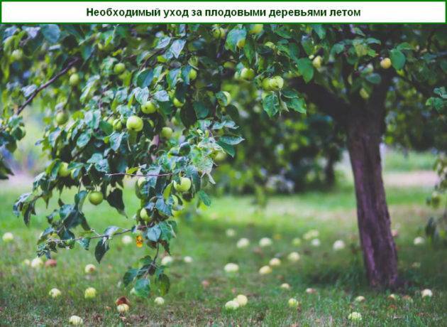 Необходимый уход за плодовыми деревьями летом  - zelenysad.ru