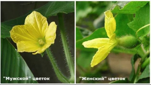 Как увеличить урожай огурцов в открытом грунте  - zelenysad.ru