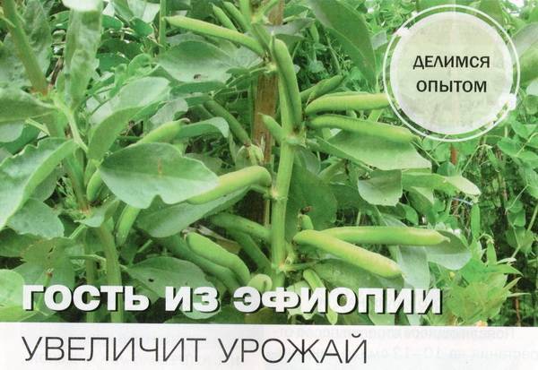 Владимир Капаев - Овощные бобы: выращивание и уход в открытом грунте  - zelenysad.ru - Эфиопия