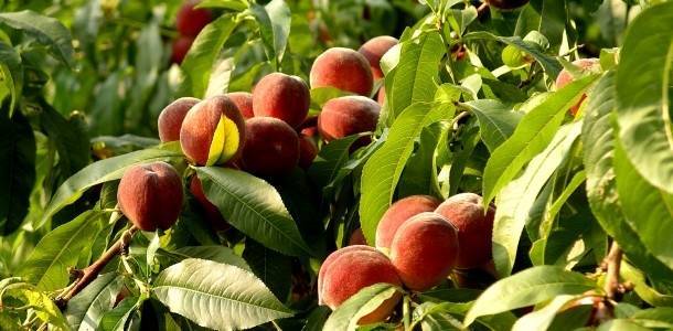 Как защитить персик от болезней? - sad-dacha-ogorod.com