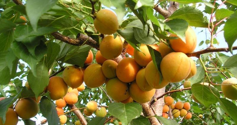 Описание и характеристика роста и плодоношения абрикоса - sad-dacha-ogorod.com - Греция - Испания