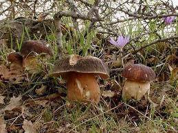Какие есть грибы в сосновых лесах? - sad-dacha-ogorod.com