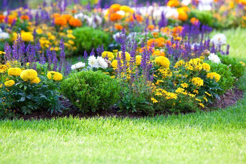 Цветы-многолетники станут украшением вашего сада на несколько сезонов - sad-dacha-ogorod.com