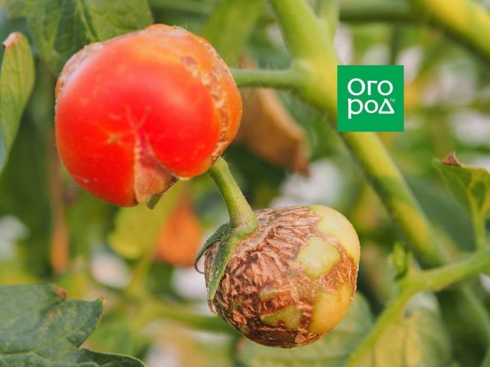Почему сорта "помидоры без фитофторы" – это всегда ложь продавца - ogorod.ru - Ивано-Франковская обл.