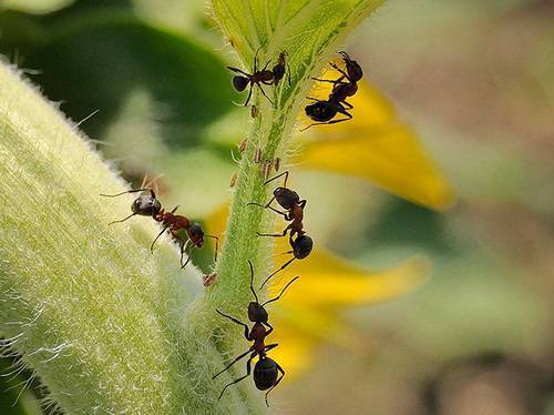 Как избавиться от муравьев - syperdacha.ru - поселение Ес