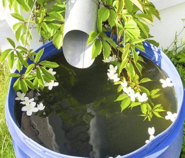Что делать, если цветет вода в баке для полива - zelenysad.ru
