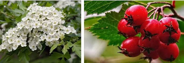 Декоративное растение — боярышник в вашем саду - zelenysad.ru