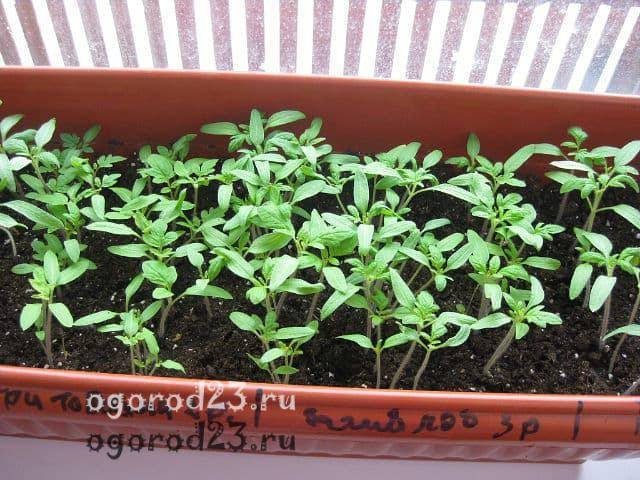 Когда сажать помидоры на рассаду в 2020 году по лунному календарю для теплицы и открытого грунта - ogorod23.ru