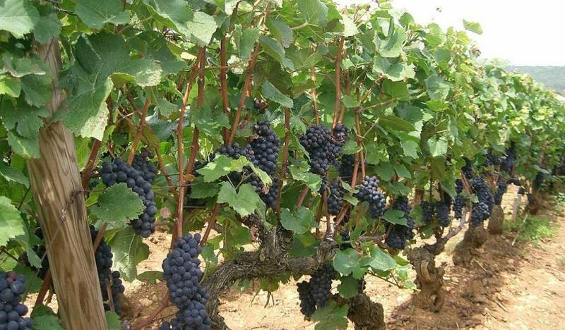 Классификация устойчивости сортов винограда к грибковым болезням - sad-dacha-ogorod.com - Снг
